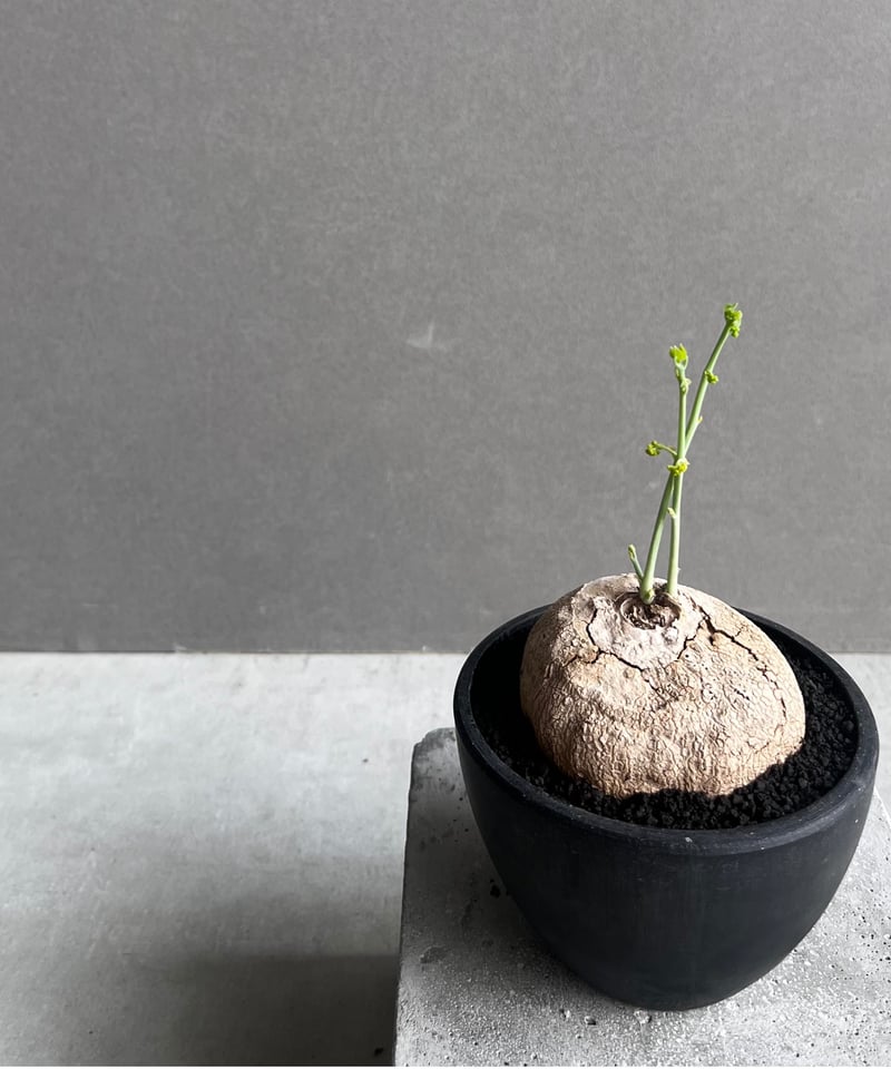 ステファニア エレクタ 丸株 美株 Stephania erecta 塊根植物