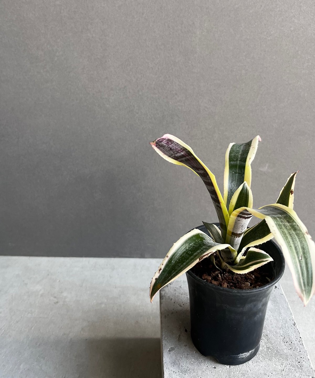 エクメア オットー 「Aechmea Otto」12A | SHOUCHIKUEN