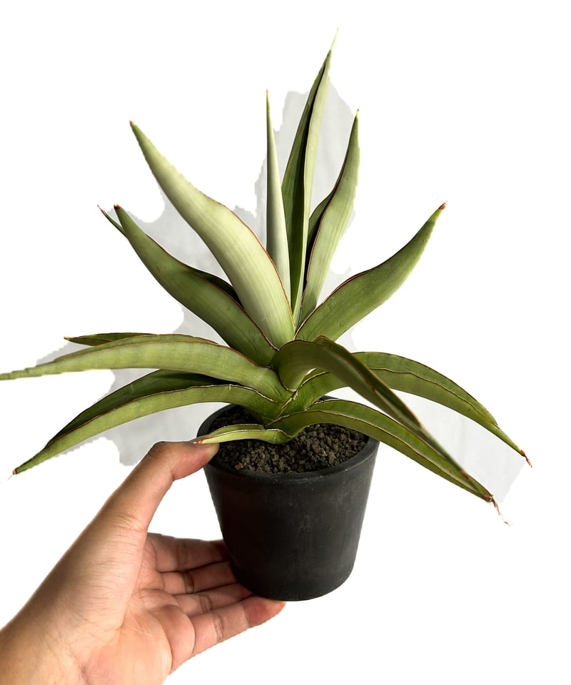 サンセベリア チャオプラヤ「Sansevieria Chao Phraya (by Unyam
