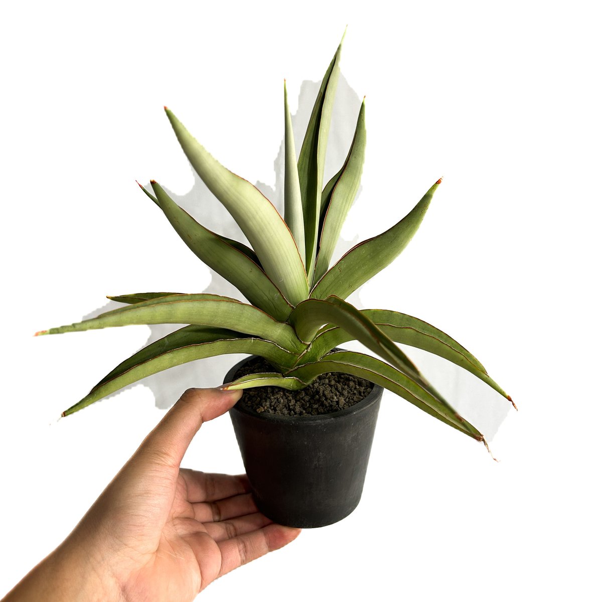 希少サンスベリア チャオプラヤ sansevieria chaophraya サンセベリア チャオプラヤ「Sansevieria Chao Phraya (by Unyam