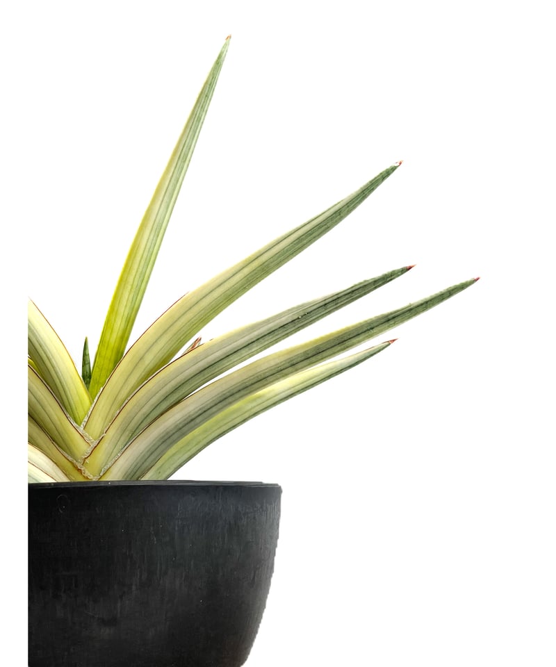 サンセベリア ロイヤルクラウン 斑入り「Sansevieria royal