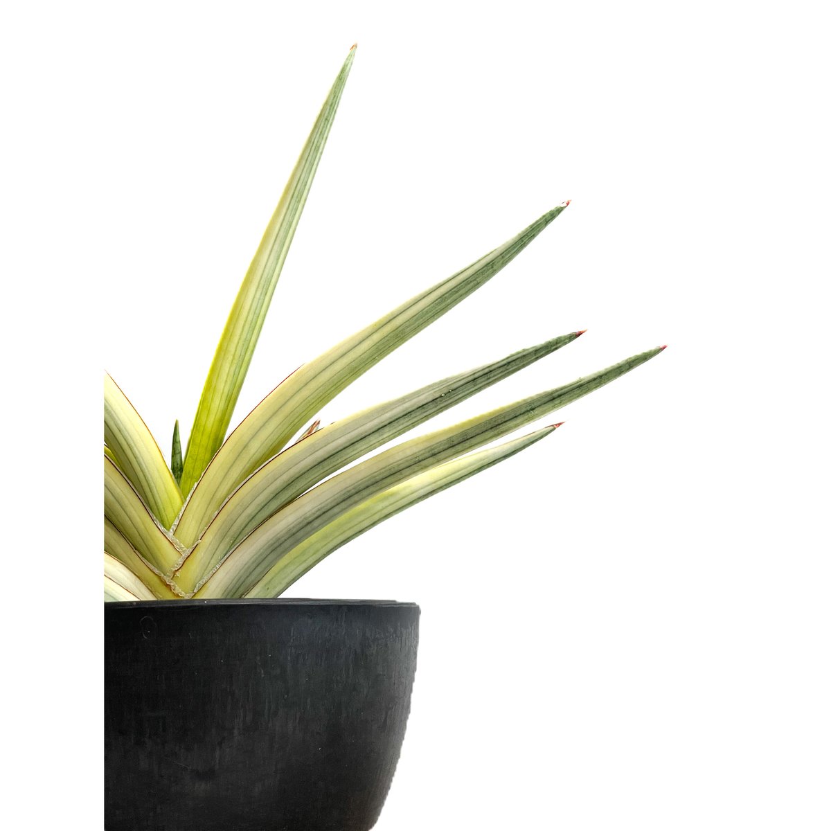 ガ*M様 【週末セール】 サンスベリア ロイヤルクラウン 2株