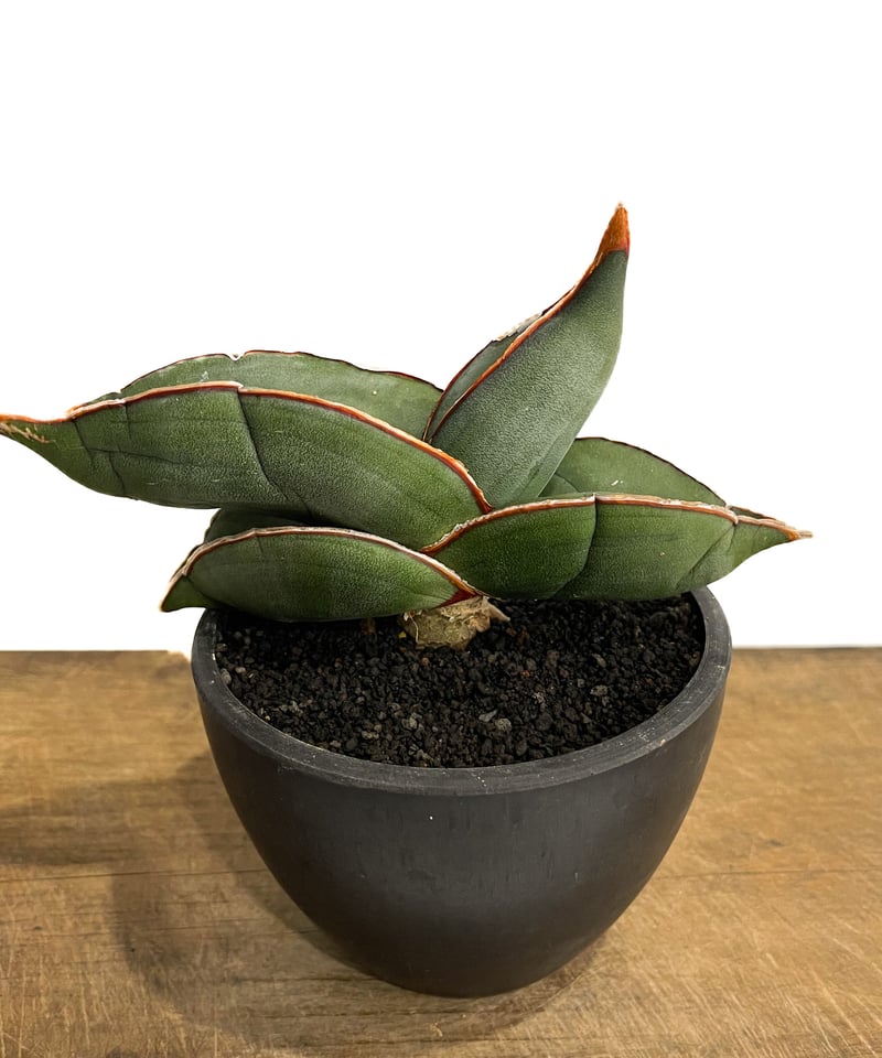 サンセベリア エーレンベルギー バナナ 「Sansevieria ehrenbergii Ba