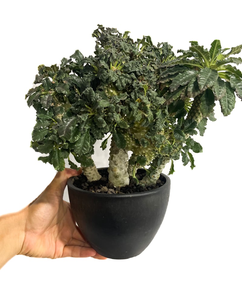 ドレステニア　ラブラニー　綴化(てっか) 現品 ドルステニア ラブラニー x フォエチダ 綴化「Dorstenia lavrani