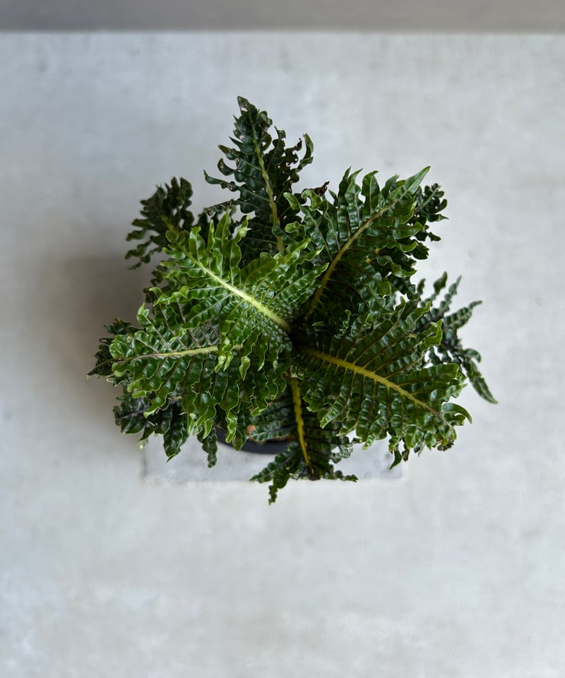 ブレクナム ギッバム ドワーフ 「Blechnum gibbum Dwarf 」88H | S