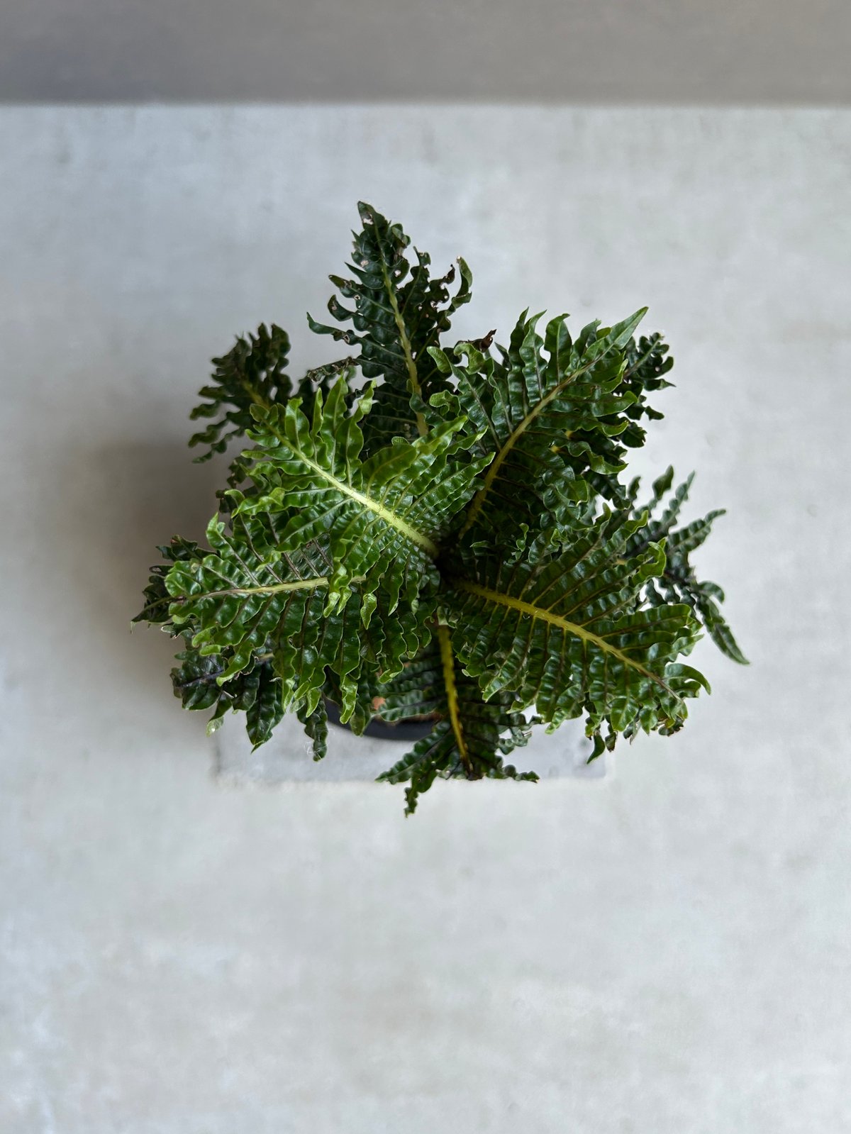 ブレクナム ギッバム ドワーフ 「Blechnum gibbum Dwarf 」88H | S