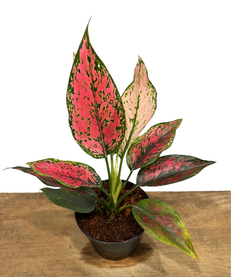 アグラオネマ カンクン 'ブラック' 「Aglaonema Kankun 'Black アグラオネマ カンクン 'ブラック' 「Aglaonema Kankun 'Black