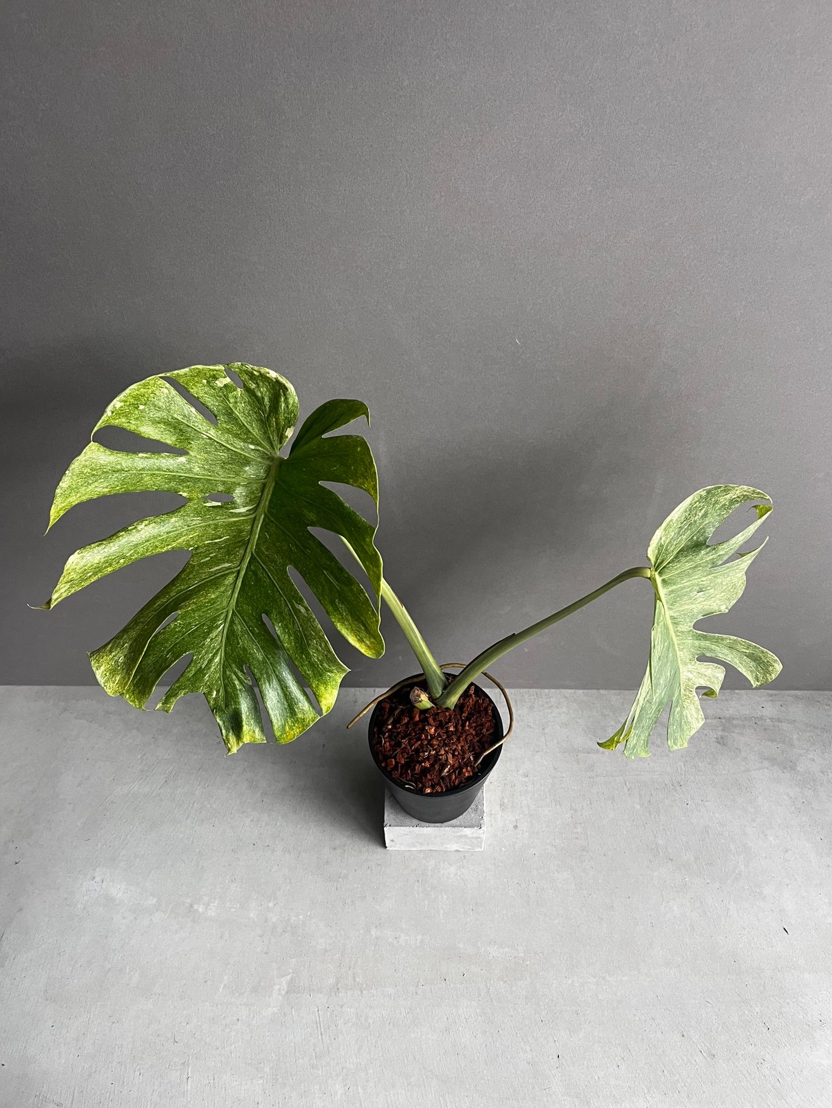 モンステラ プラチナム 「Monstera deliciosa var platinum」54 モンステラ プラチナム 「Monstera deliciosa var platinum」54