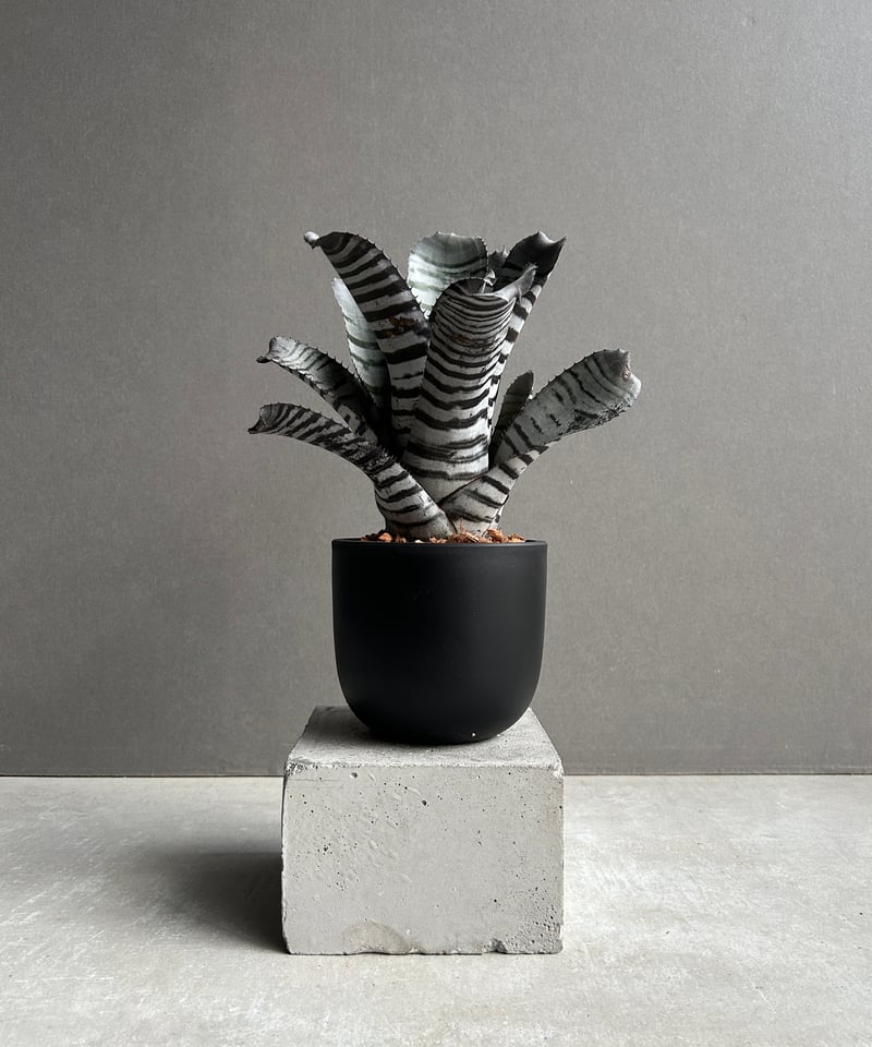 エクメア チャンティニー ブラック セレクト 「Aechmea