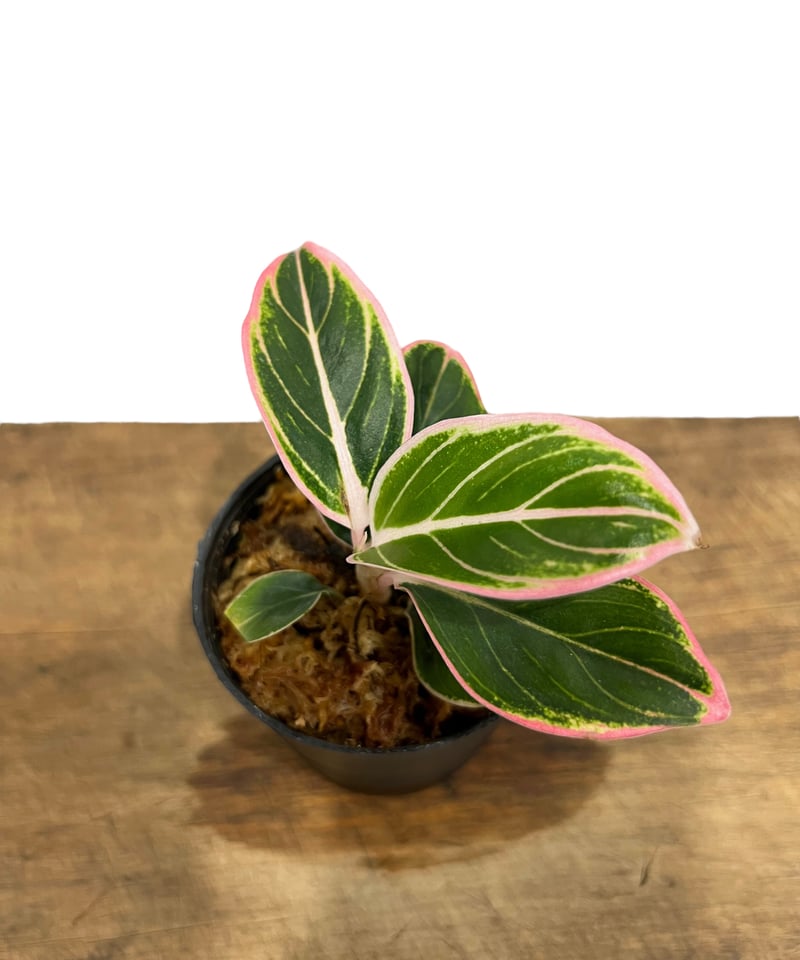 アグラオネマ ロータス デライト 「Aglaonema Lotus Delight」15L |