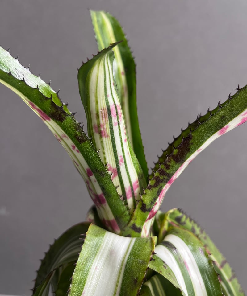 エクメア オーランディアナ エンサイン (リバース) 「Aechmea