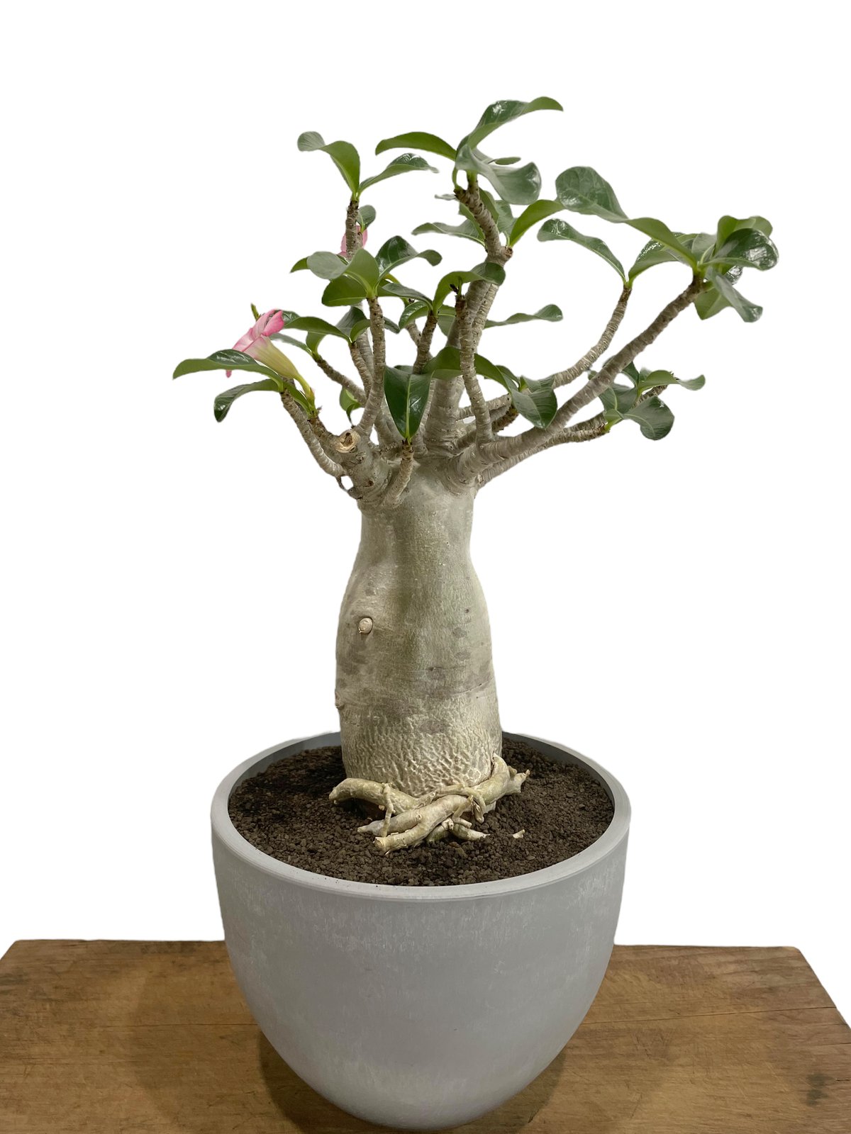 Botanical Baobab CD ボタニカル　バオバブ Botanical Baobab CD ボタニカル バオバブ