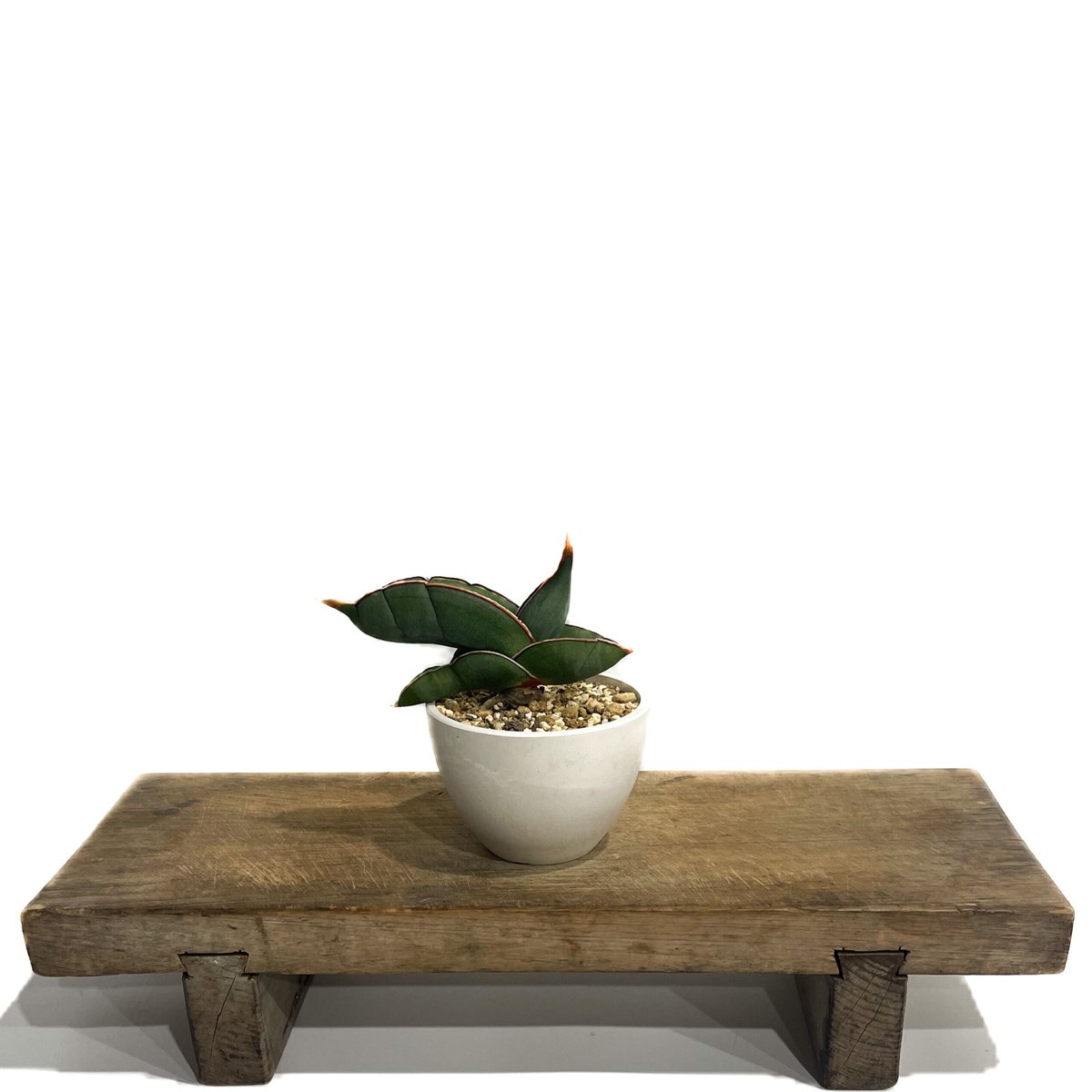 サンセベリア エーレンベルギー バナナ 「Sansevieria サンセベリア エーレンベルギー バナナ 「Sansevieria