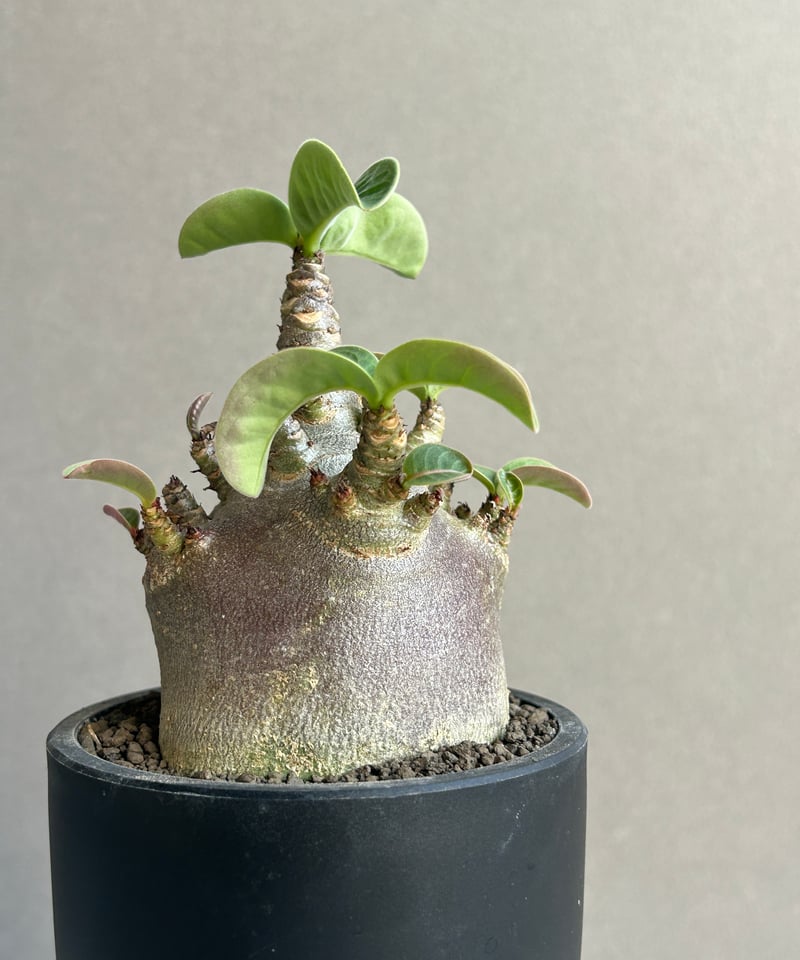 アデニウム アラビカム スーパー ドワーフ “ブラック” 「Adenium