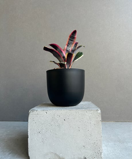 CATEGORY タンクブロメリア | SHOUCHIKUEN