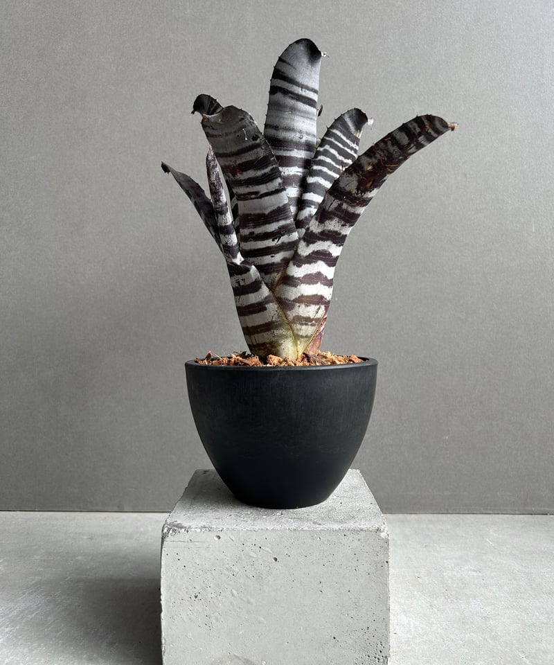 【オストリッチ・エッグ飾り】 黒檀製スタンド　理科系　ダークアカデミア オストリッチ・エッグ飾り】 黒檀製スタンド 理科系 ダークアカデミア