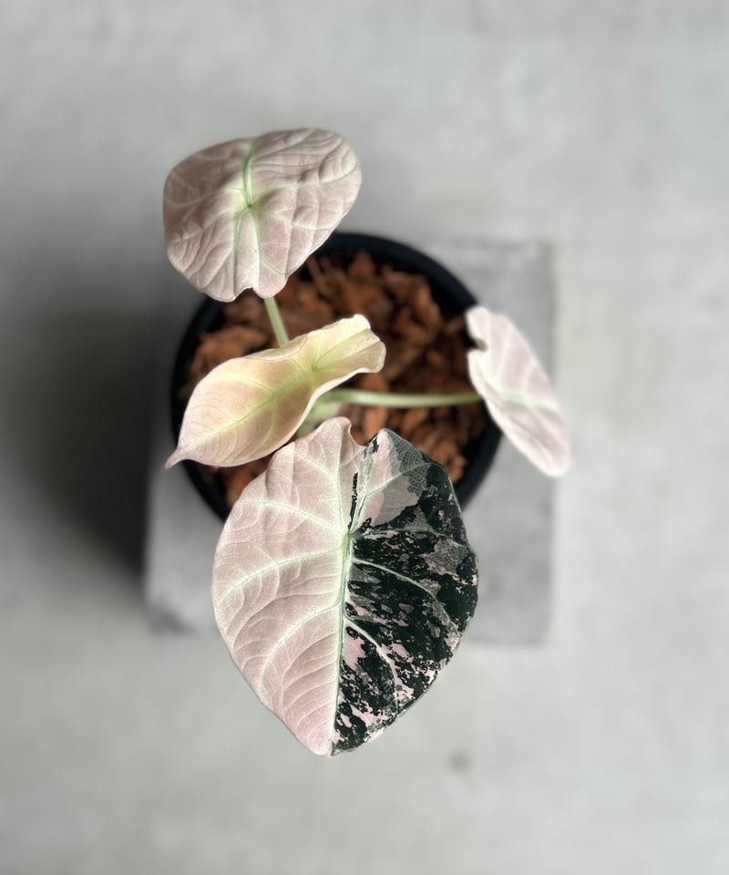 Alocasia Black Velvet Pink Albo②│アロカシア アロカシア ブラック ベルベット ピンク 斑入 「Alocasia Black Velvet