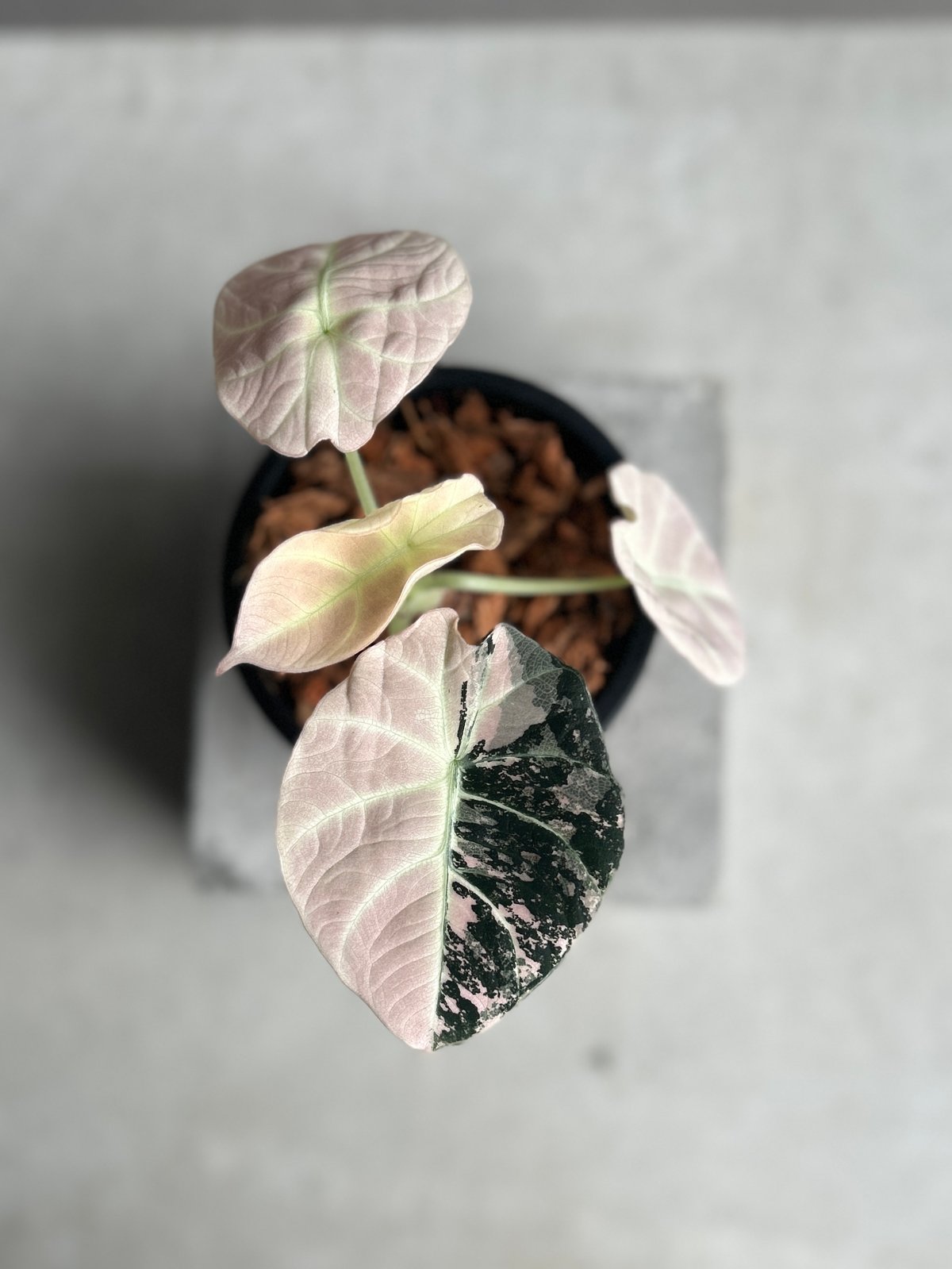 アロカシア ブラック ベルベット ピンク 斑入 「Alocasia Black Velvet