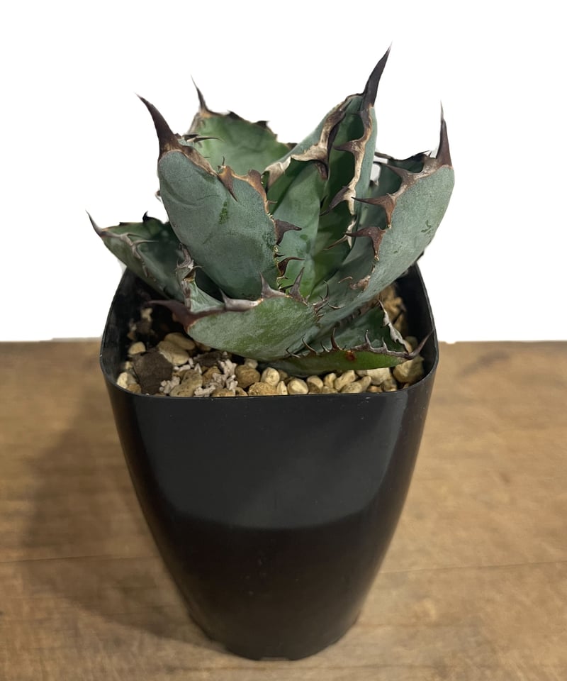 アガベ チタノタ エボリスピナ ブラックアンドブルー ハイブリッド