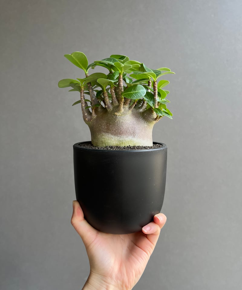アデニウム アラビカム スーパー ドワーフ “ブラック” 「Adenium