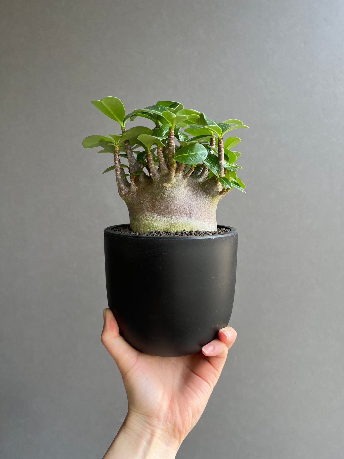 アデニウム アラビカム スーパー ドワーフ “ブラック” 「Adenium