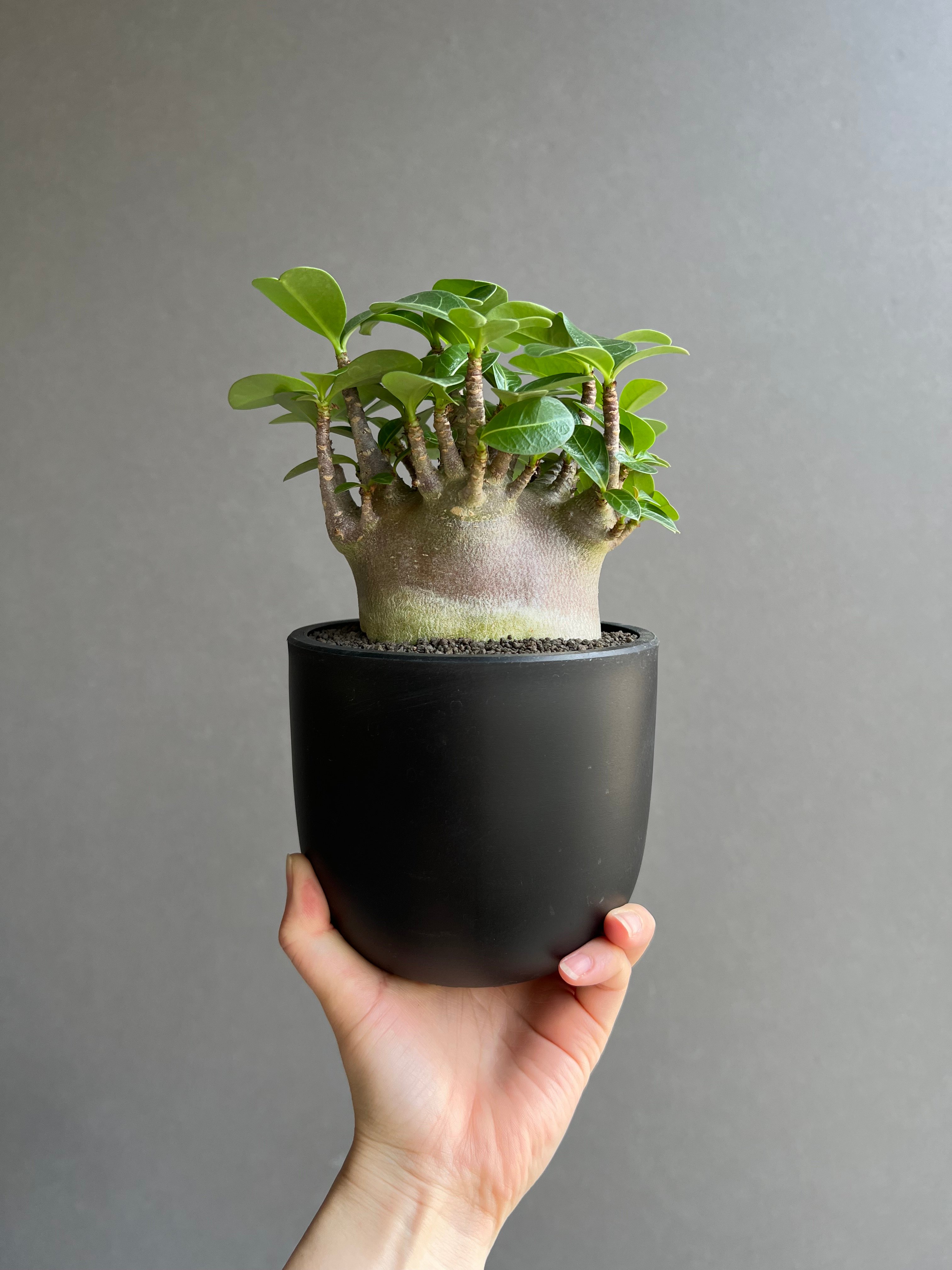 アデニウム アラビカム スーパー ドワーフ “ブラック” 「Adenium