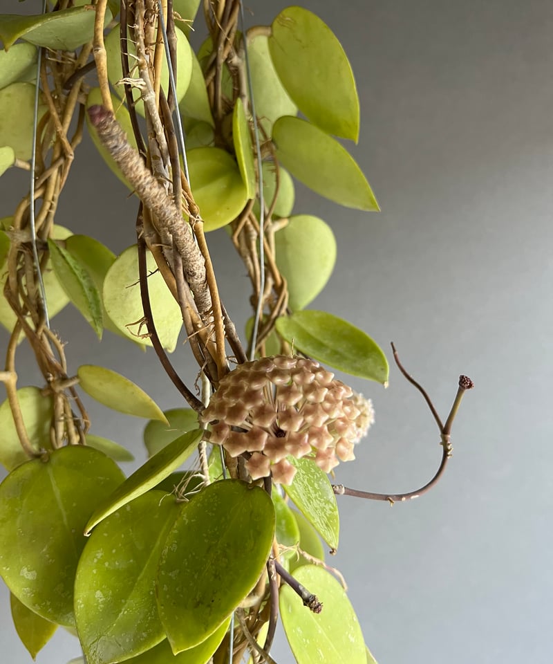 ホヤ パラシティカ ハートリーブス 「Hoya parasitica heart lleave