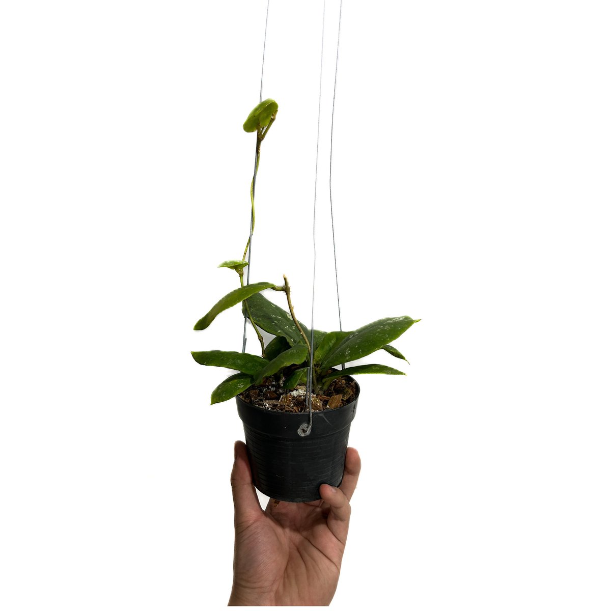 ホヤ ミトラタ「Hoya mitrata」4/26-409M3 | SHOUCHIKUEN