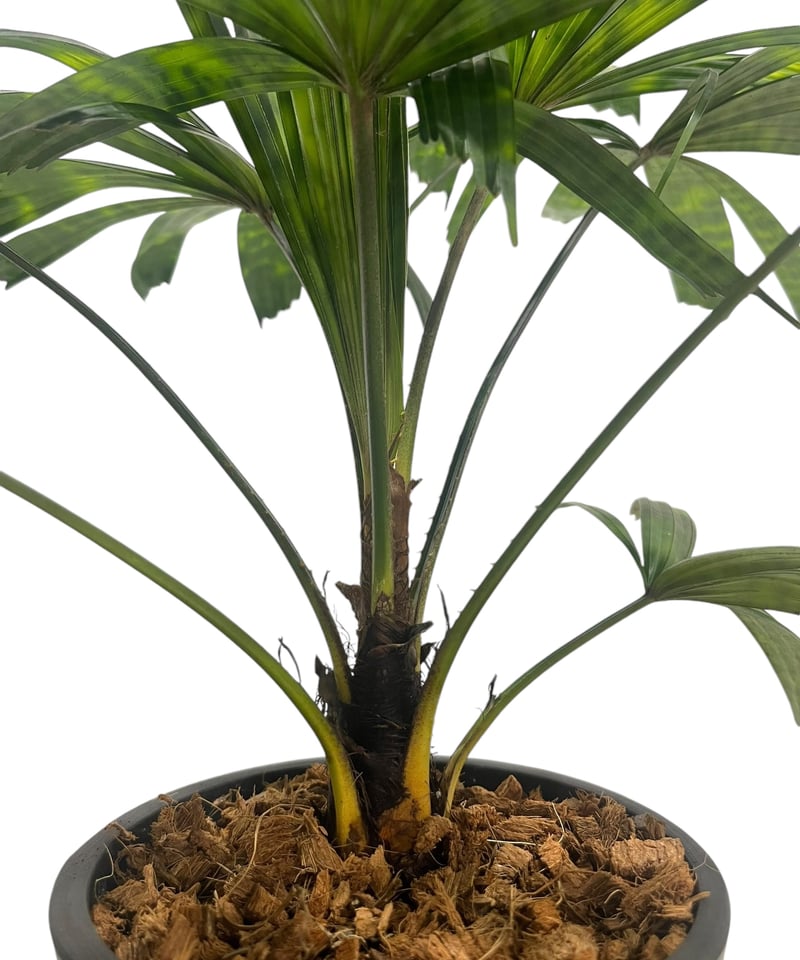 リクアラ マッタネンシス マプ 「Licuala mattanensis 'Mapu' 」47