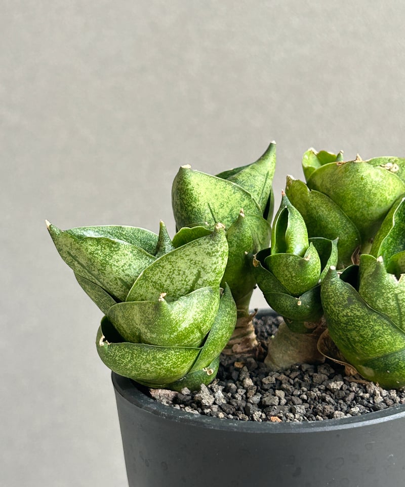 サンセベリア タム タミ(by アンヤマニー ガーデン) 「Sansevieria