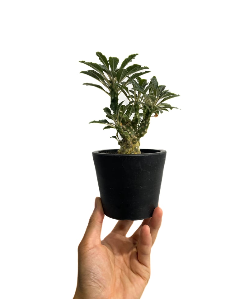 ドルステニア ラブラニー 多頭タイプ「Dorstenia lavrani」87E-1