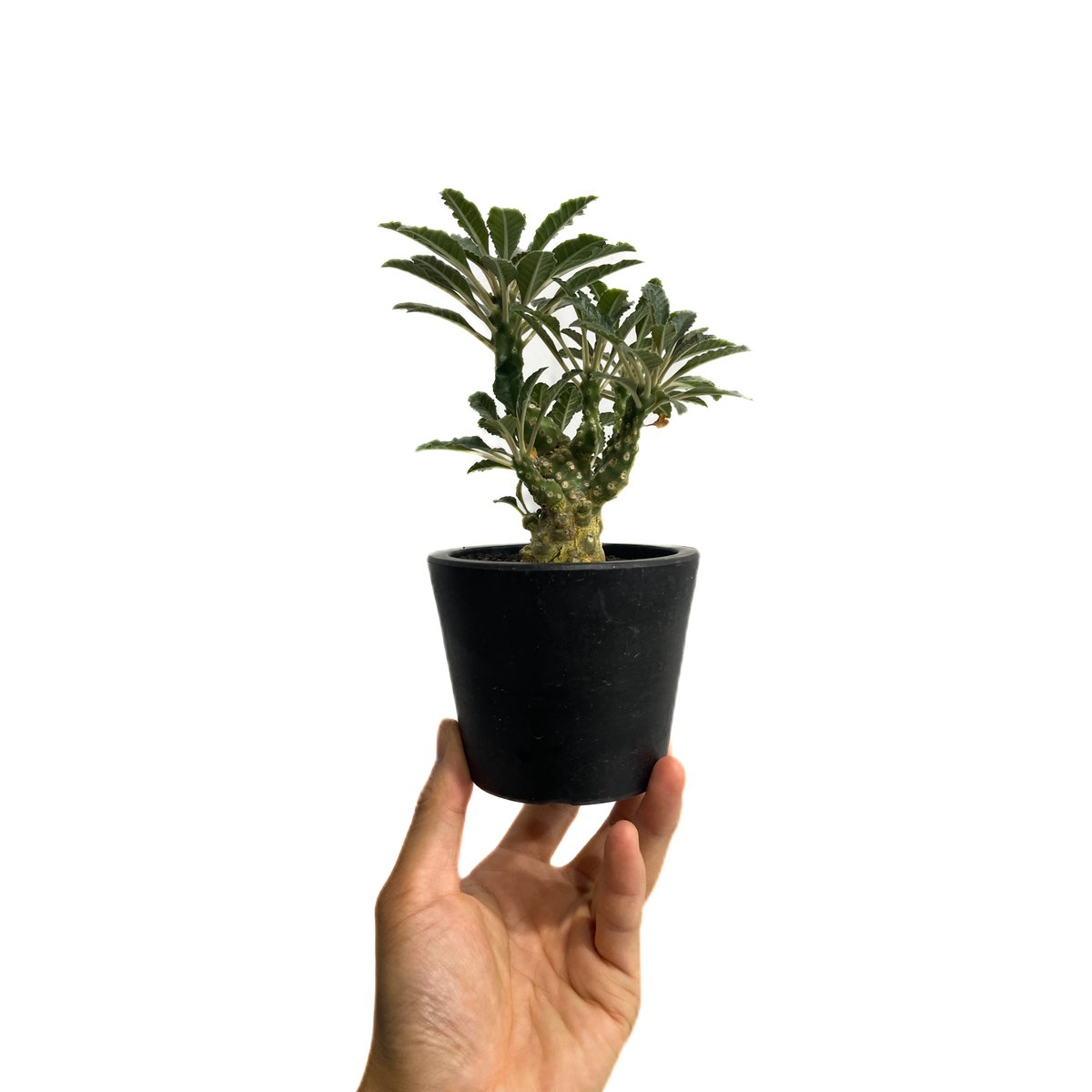 AAA　ドルステニア　ラブラニー ドルステニア ラブラニー③ | hanayoshi-botanical