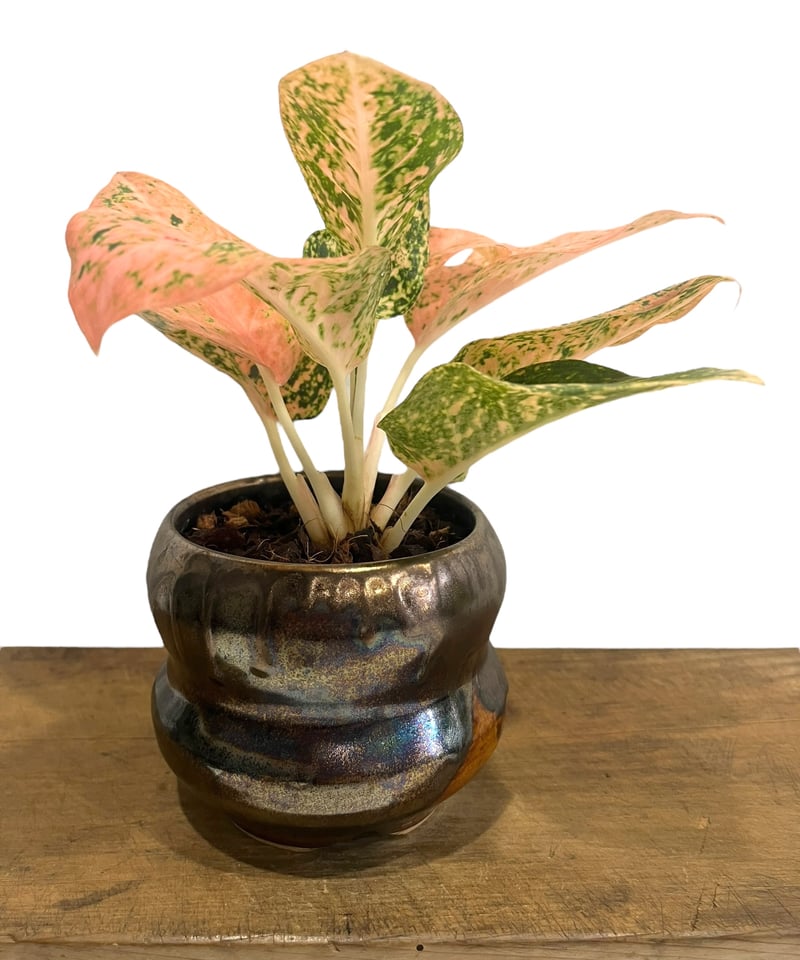 nyanchi　様　アグラオネマ　スターダスト　オレンジ　観葉植物 園芸ネット本店｜アグラオネマ：スターダストオレンジ 2.5号ポット の