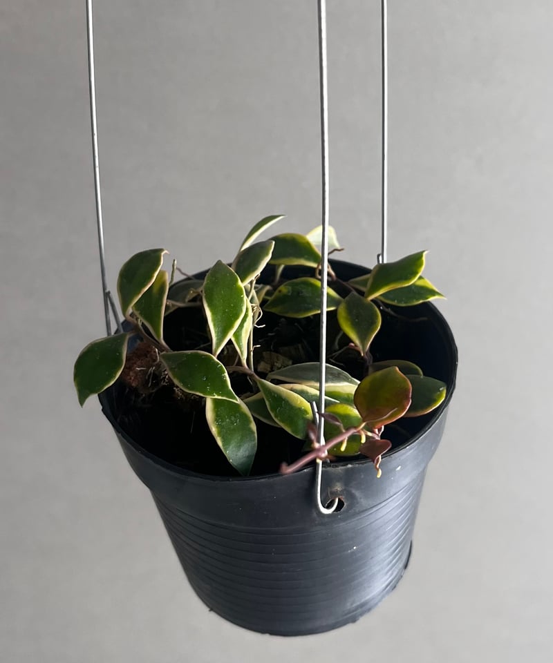 ホヤバコエンシス 斑入 「Hoya bakoensis Variegated」94U | SH