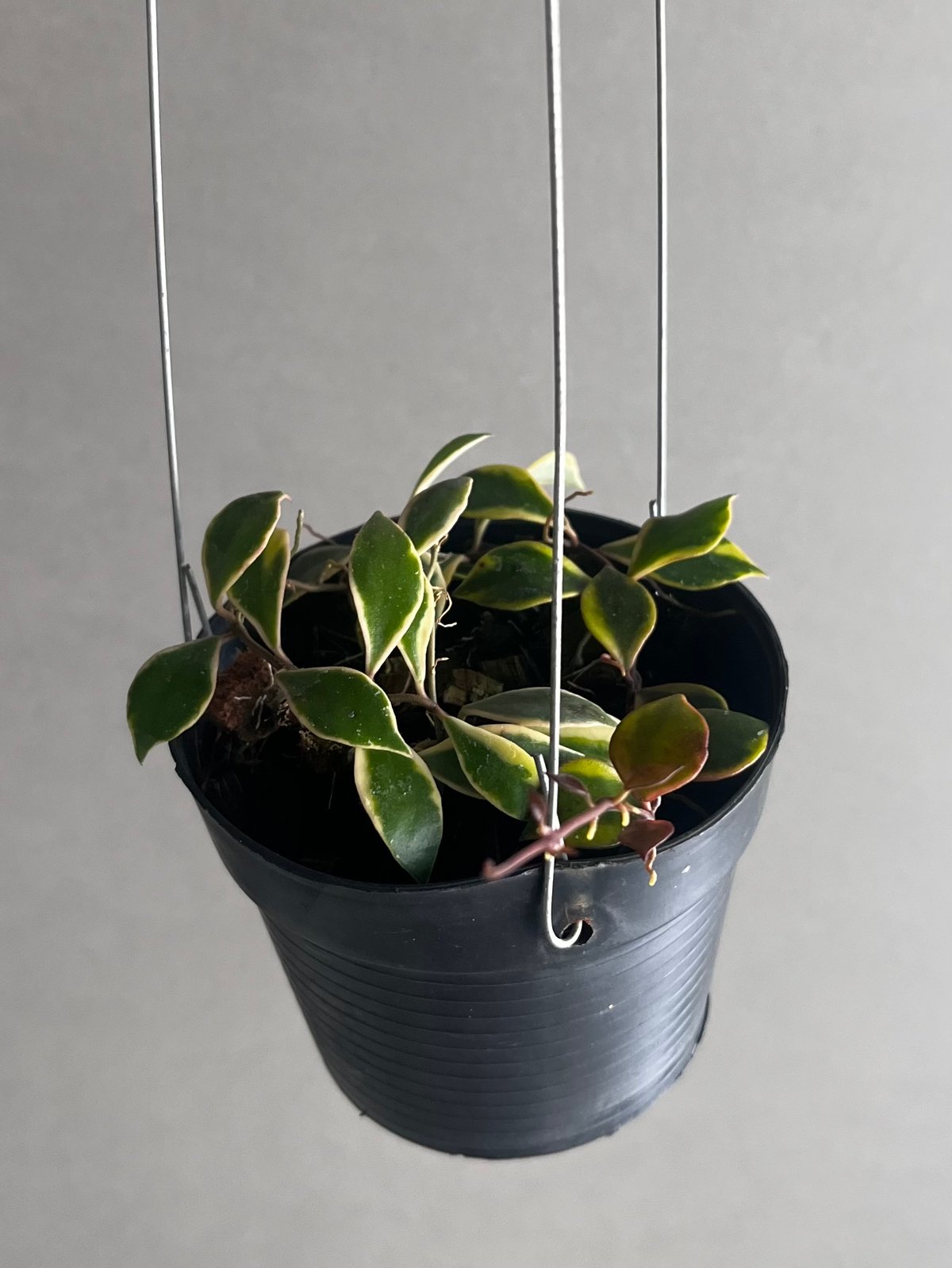 ホヤバコエンシス 斑入 「Hoya bakoensis Variegated」94U | SH