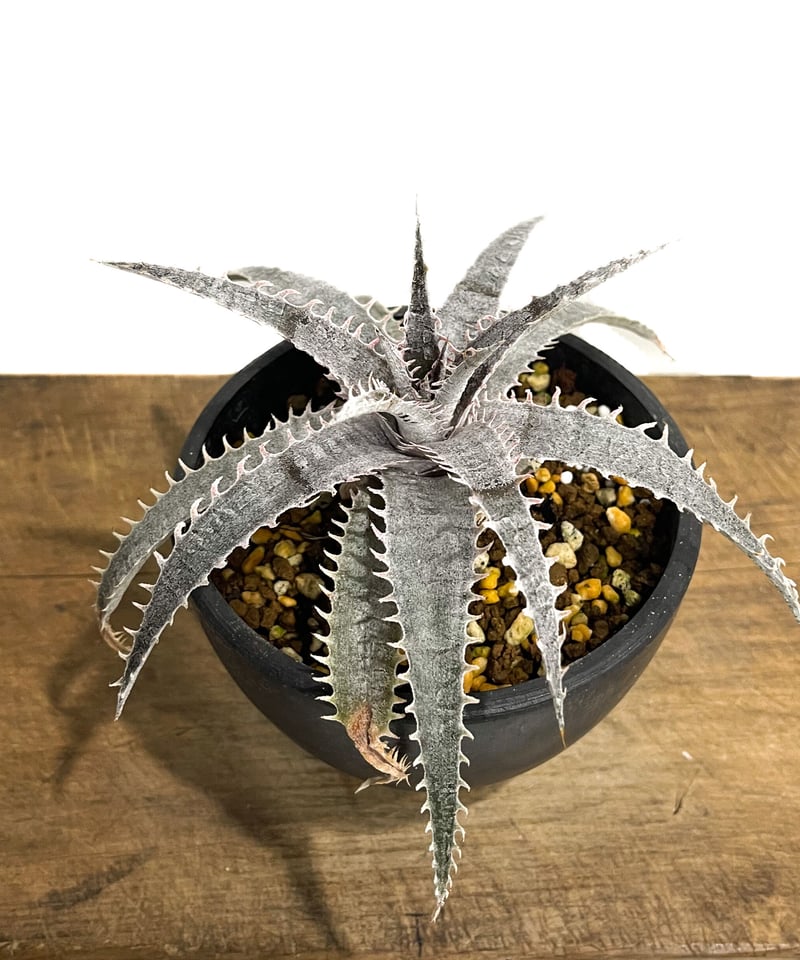 ディッキア Dyckia Mercury F2 D020 ディッキア：Dyckia 'Mercury' F2：PSB007 | Dyckia Maniax