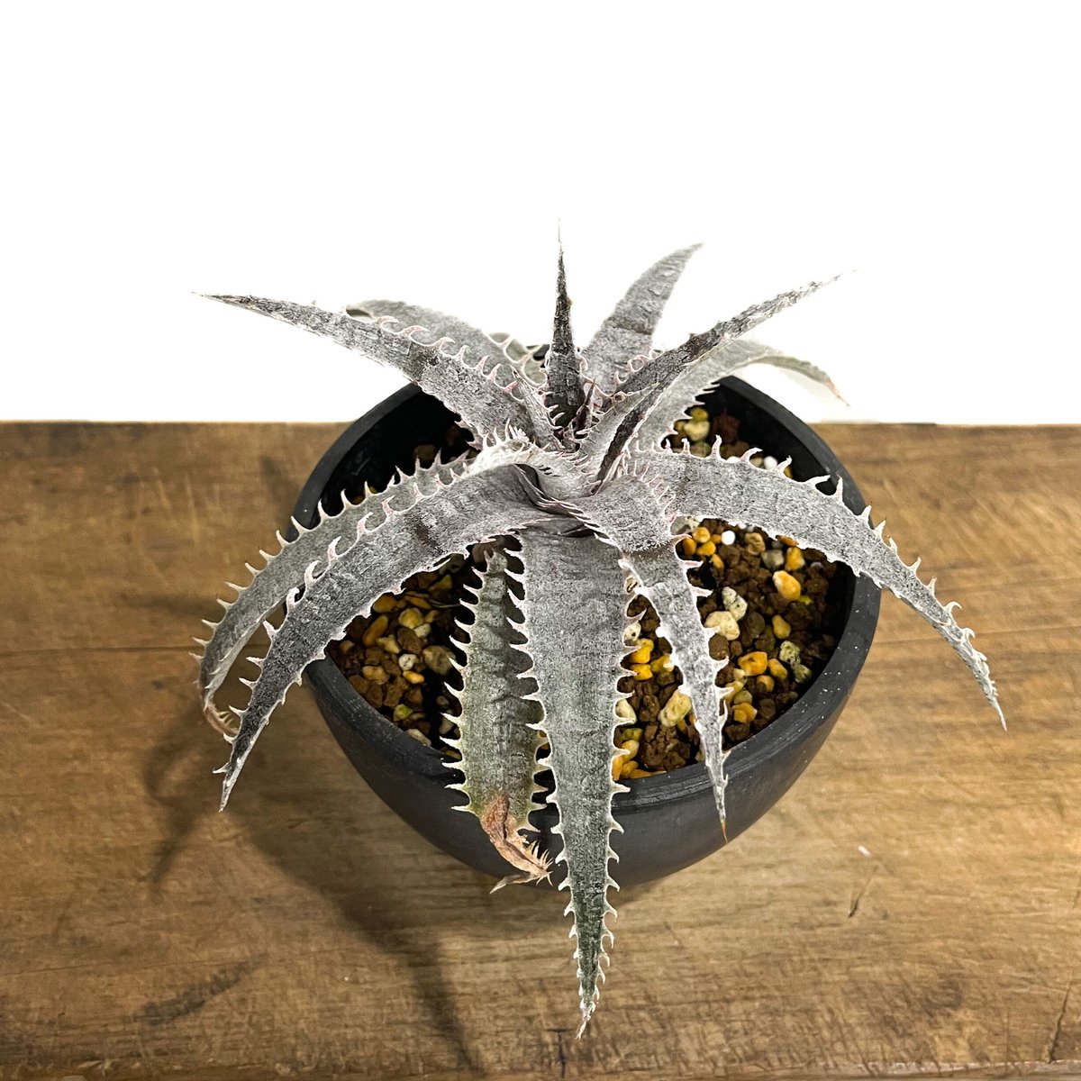 ディッキア Dyckia Mercury F2 D020 ディッキア Dyckia 'Mercury' F2 D020 ⑴ 【公式通販】