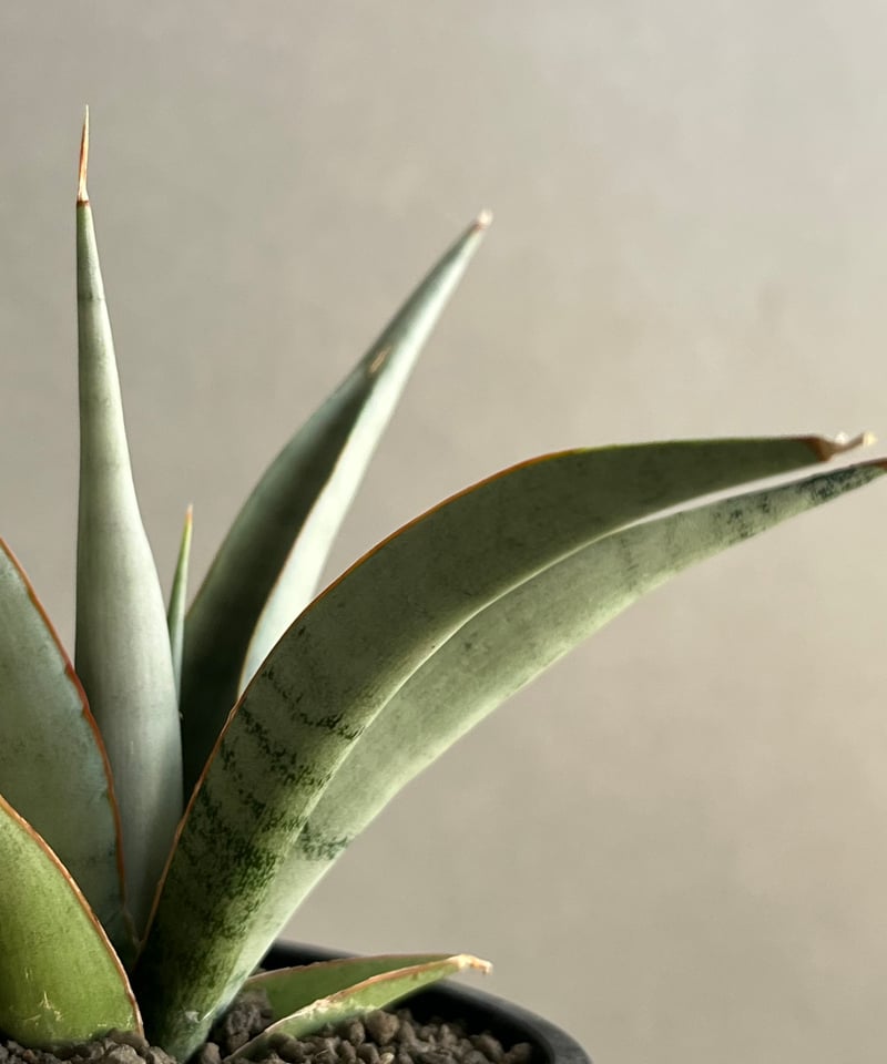 サンセベリア キングフィッシャー 「Sansevieria Kingfisher」50N