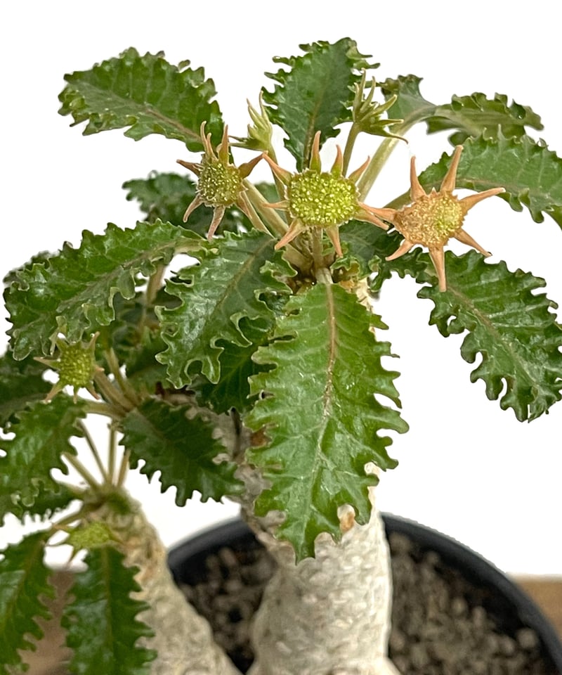 ドルステニア ホルウッディ×ラブラニー「Dorstenia horwoodii ドルステニア ホルウッディ×ラブラニー「Dorstenia horwoodii