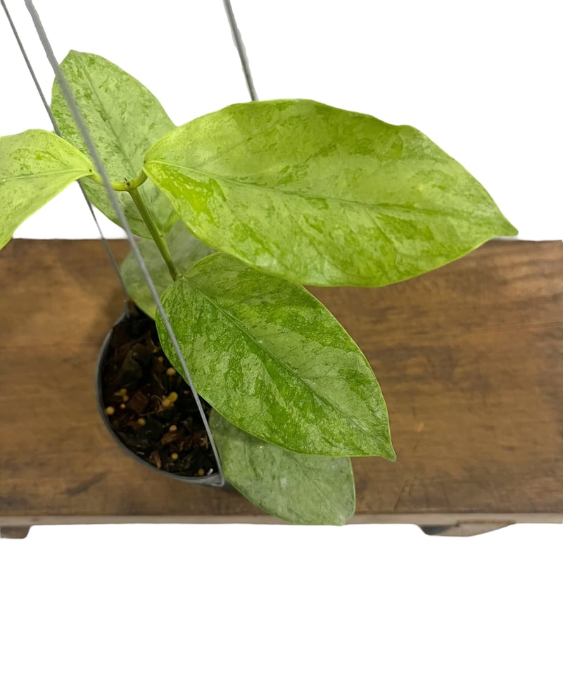 ホヤ コリアセア シルバー 「Hoya coriacea Silver」71R | SHOUC