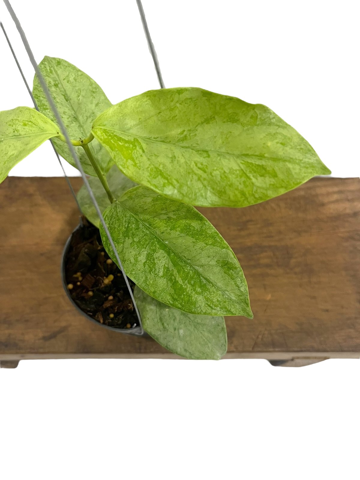 ホヤ コリアセア シルバー 「Hoya coriacea Silver」71R | SHOUC