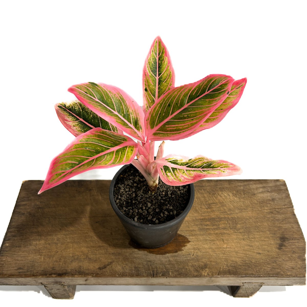ハ*ン様 アグラオネマ　ロータスデライト アグラオネマ ロータス デライト 「Aglaonema Lotus Delight