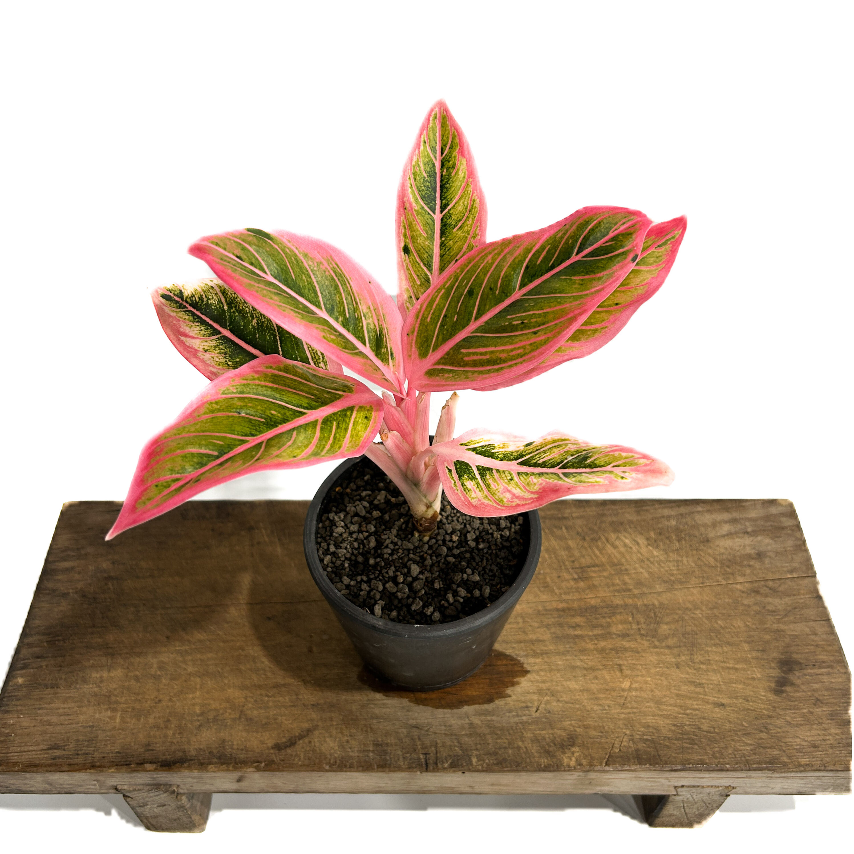 アグラオネマ ロータス デライト「Aglaonema Lotus Delight」11/17