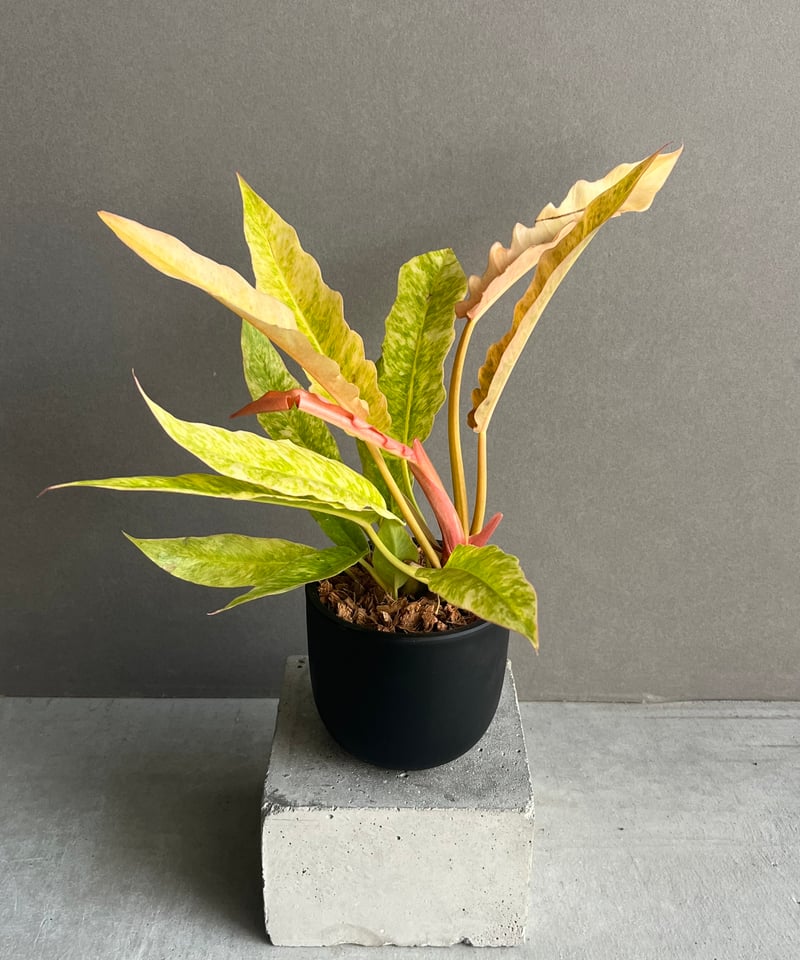 フィロデンドロン リング オブ ファイヤー 「Philodendron 