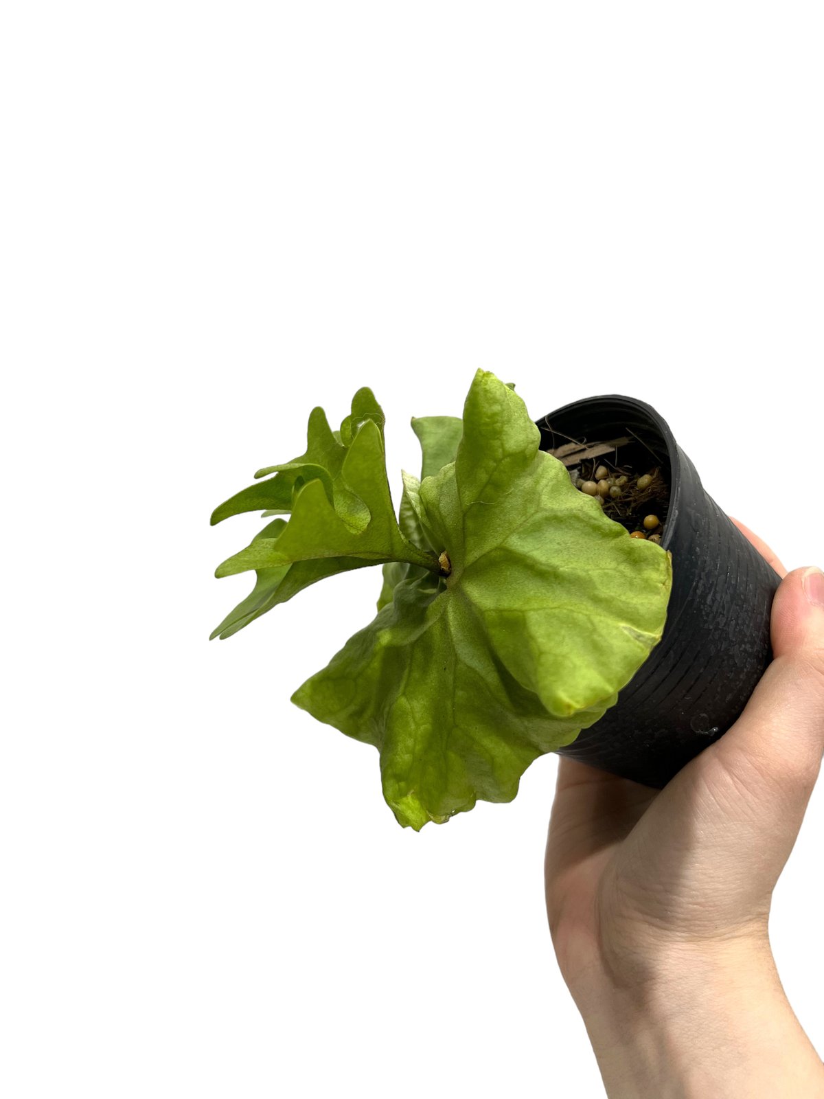 ビカクシダ リドレイ シルベリー ドワーフ 「Platycerium ビカクシダ リドレイ シルベリー ドワーフ 「Platycerium