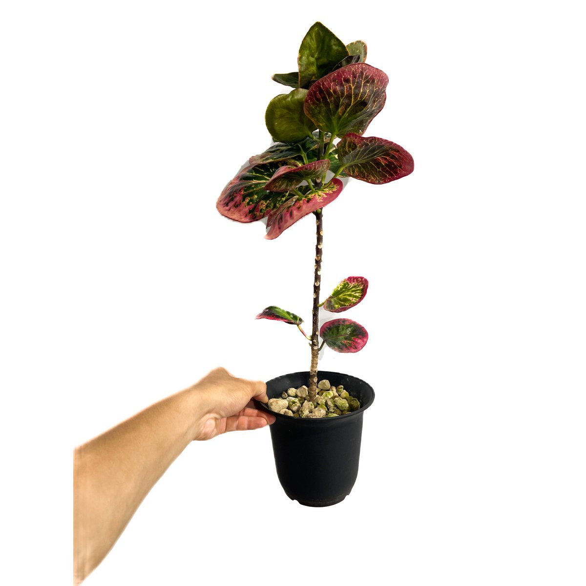 珍品 クロトン クロトン ハイブリッド「Codiaeum variegatum hybrid」6/30-888