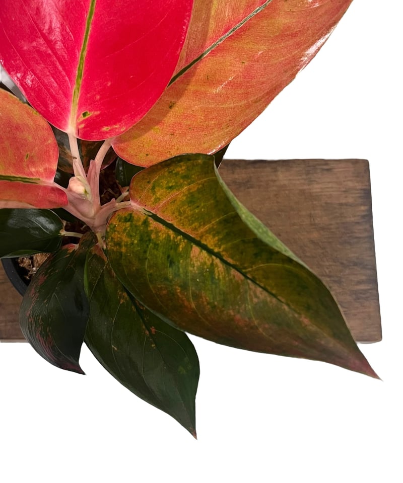 アグラオネマ オレンジ コーチン 「Aglaonema Orange Cochin」66V |