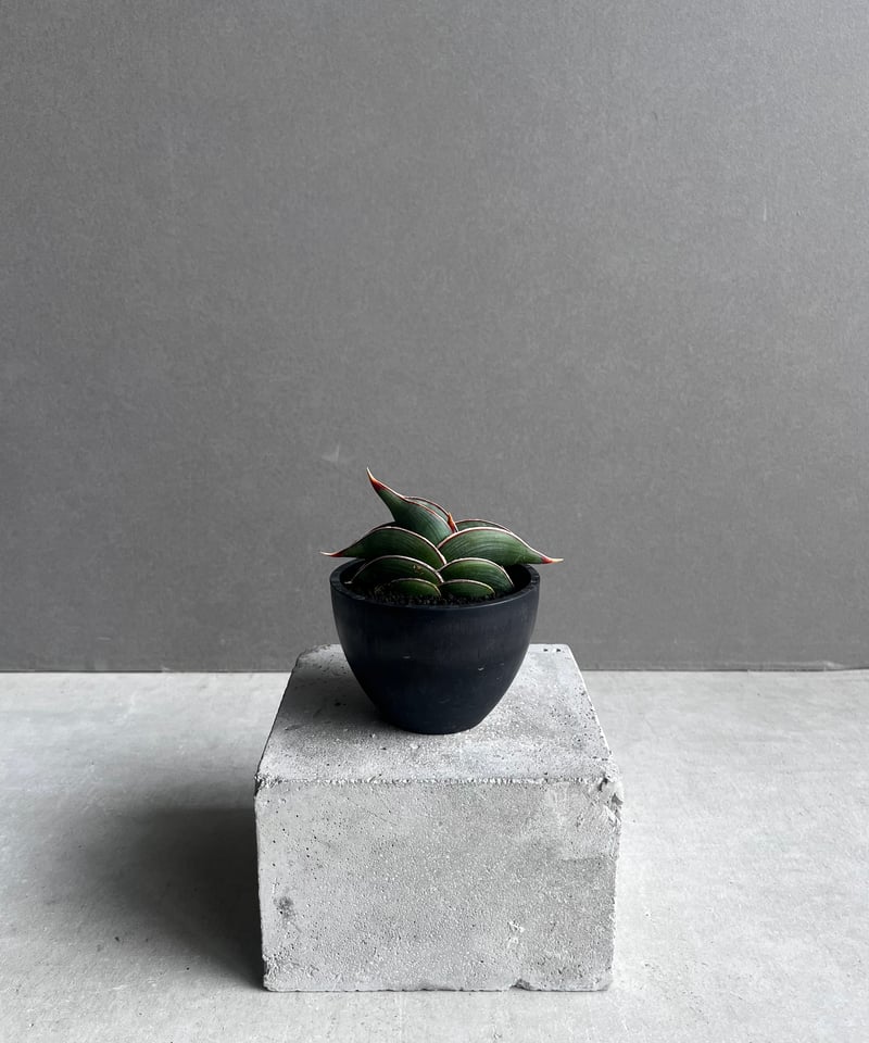 サンセベリア ロリダ 「Sansevieria rorida」45B | SHOUCHIKUEN