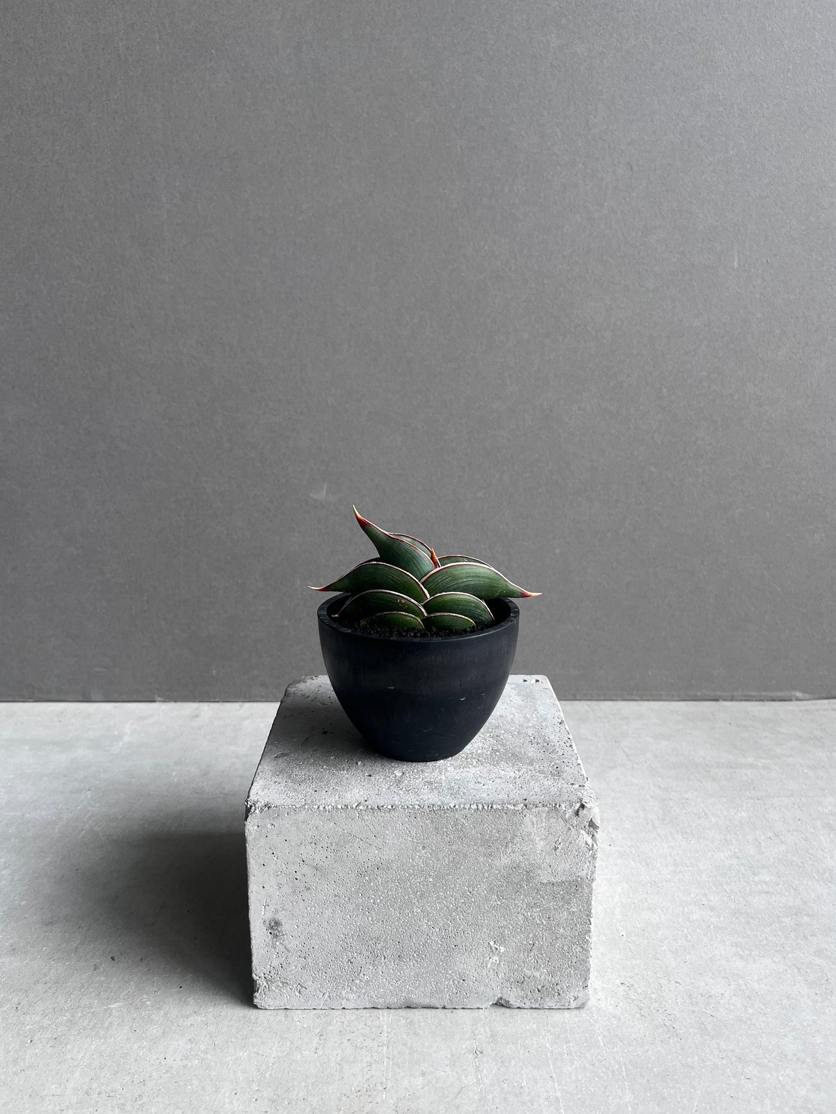 サンセベリア ロリダ 「Sansevieria rorida」45B | SHOUCHIKUEN
