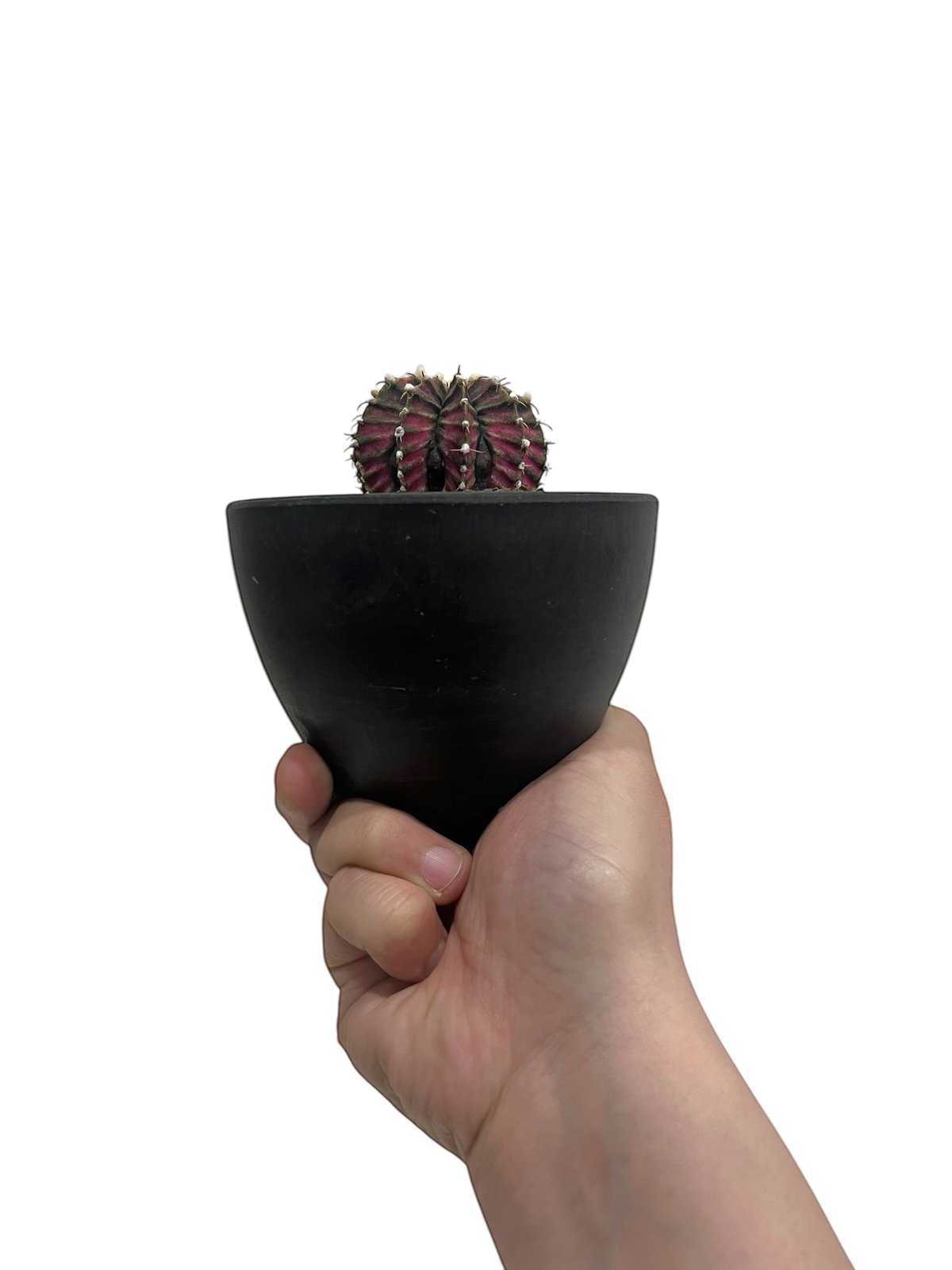 ギムノカリキウム LB2178 x TLUX 「Gymnocalycium LB2178